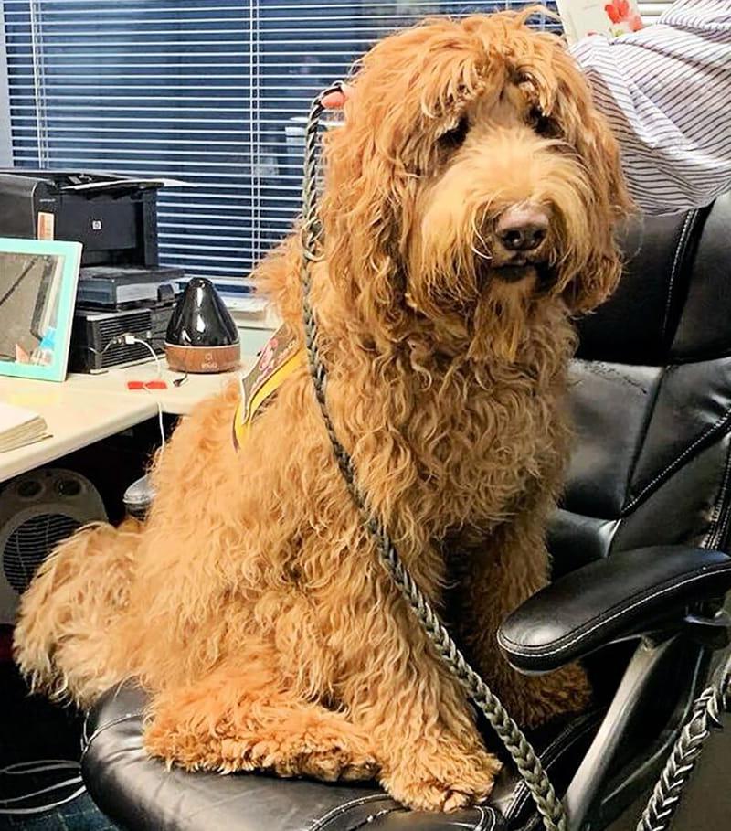 Atticus poses at the New York City Family Justice Center in Brooklyn. (Photo courtesy of Charley Bednarsh)